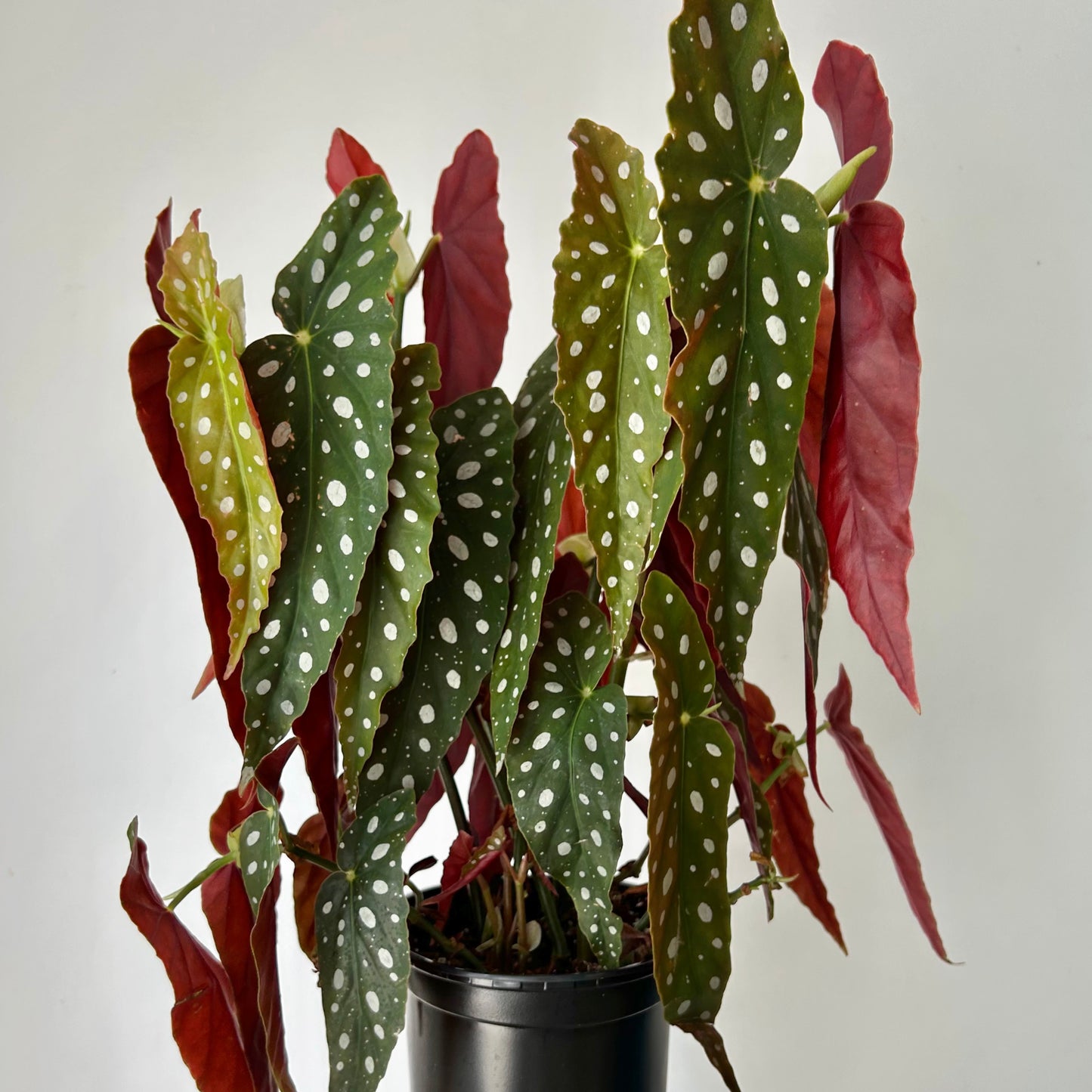 Polka Dot Begonia (Maculata) 6”pot