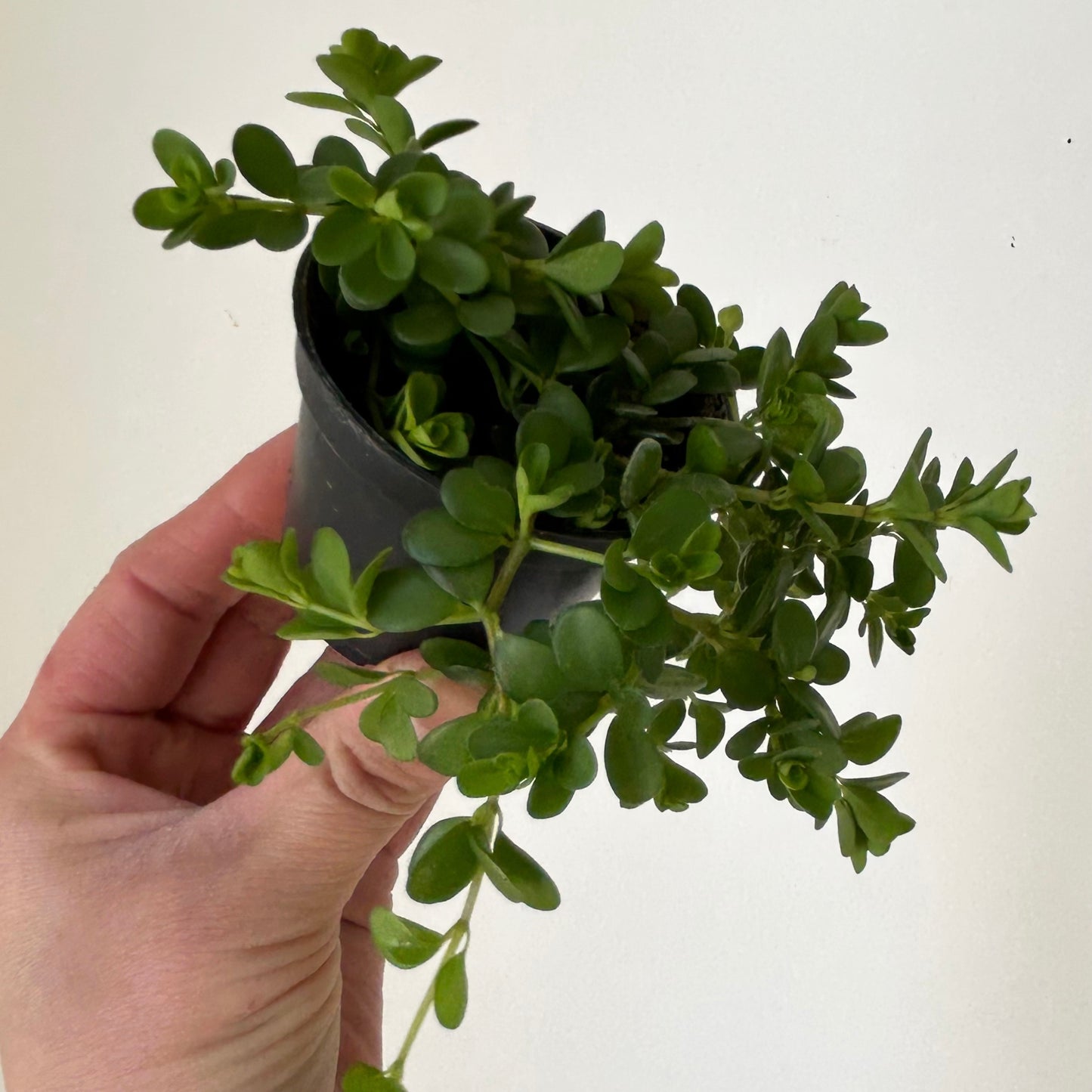 Peperomia deppeana"Rondo Romana” 2.5” pot