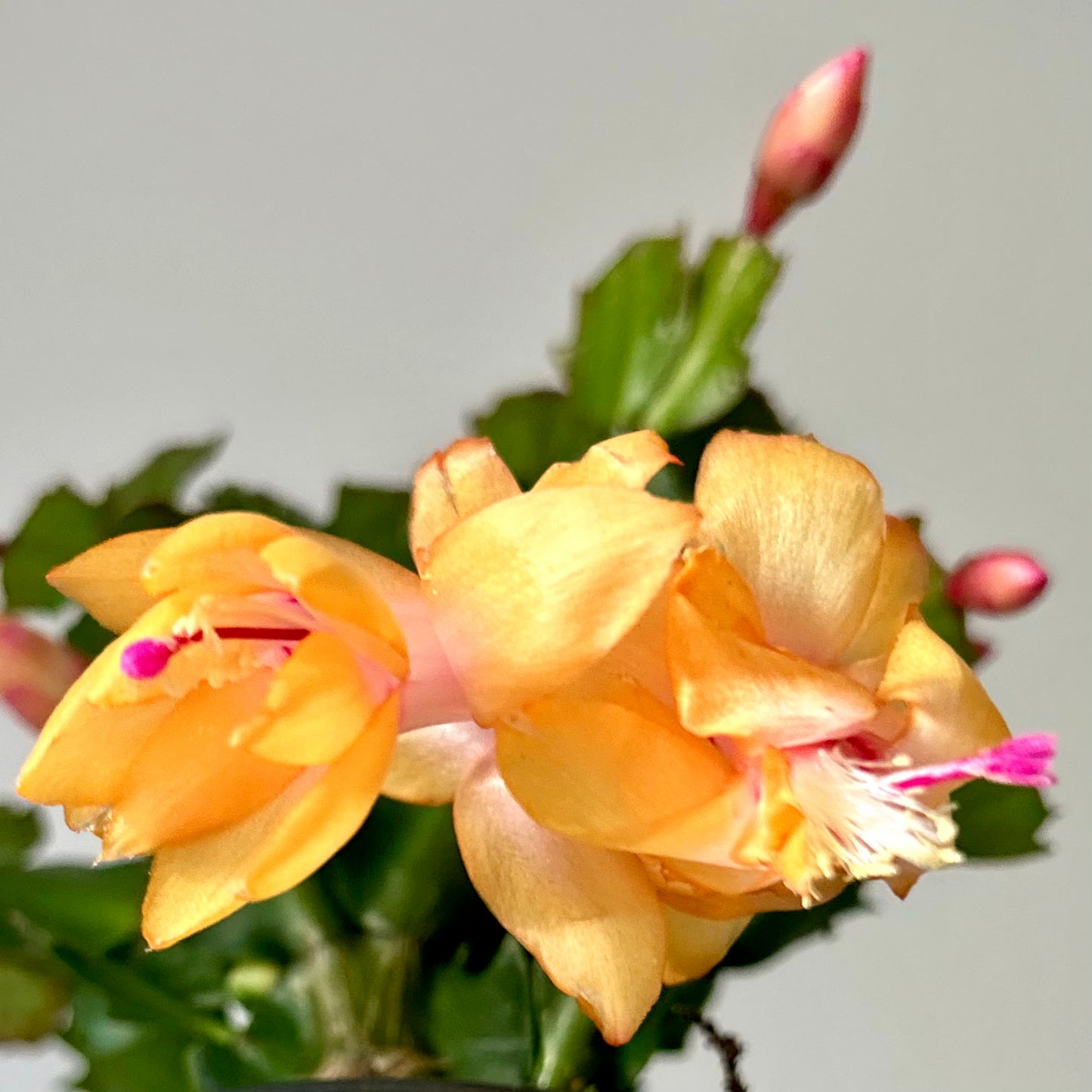 Thanksgiving Cactus (Golden Peach Blooms) 6” pot