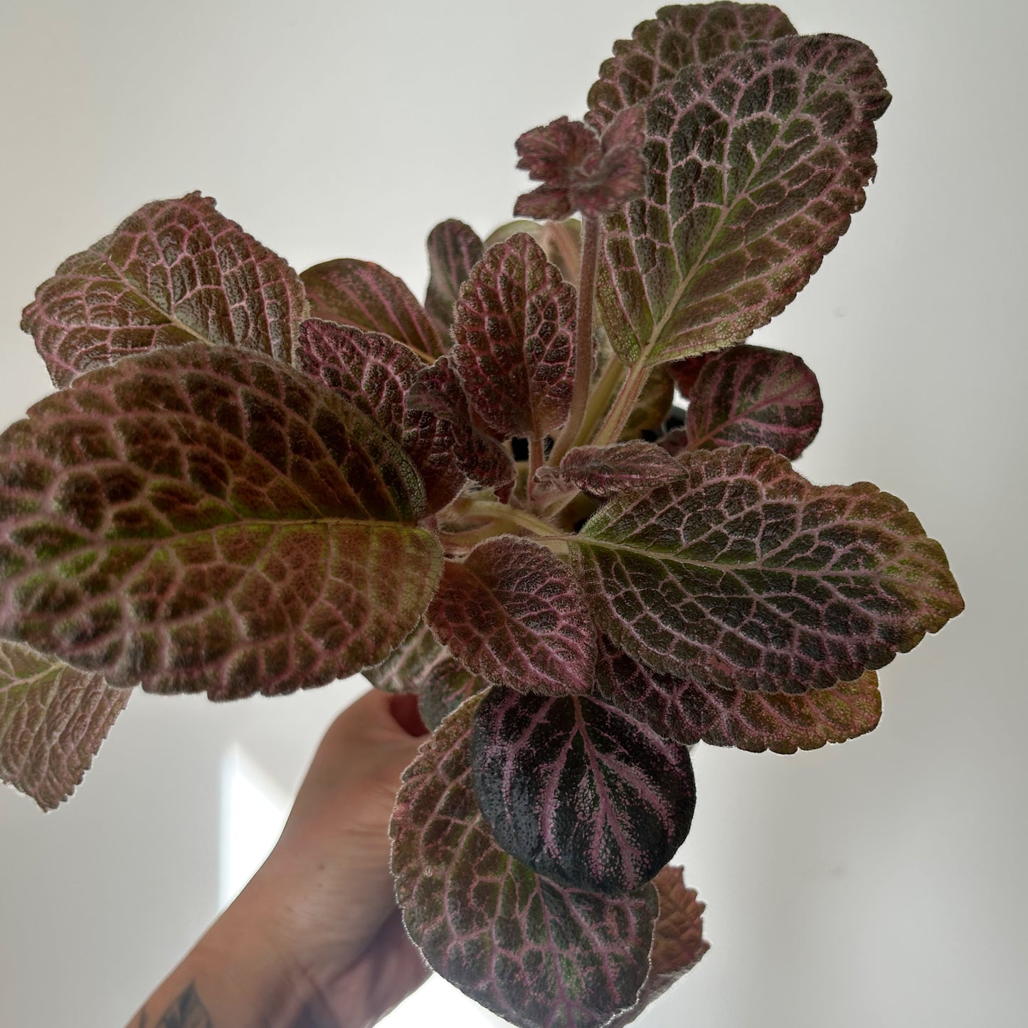 Episcia “Country Kitten” 4”pot
