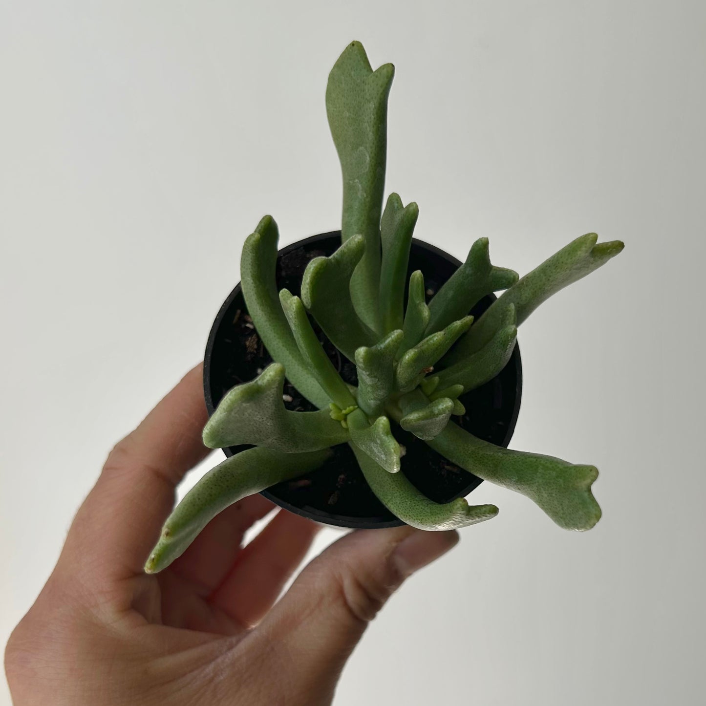 Elkhorn Succulent (rhombophyllum dolabriforme) 2.5” pot