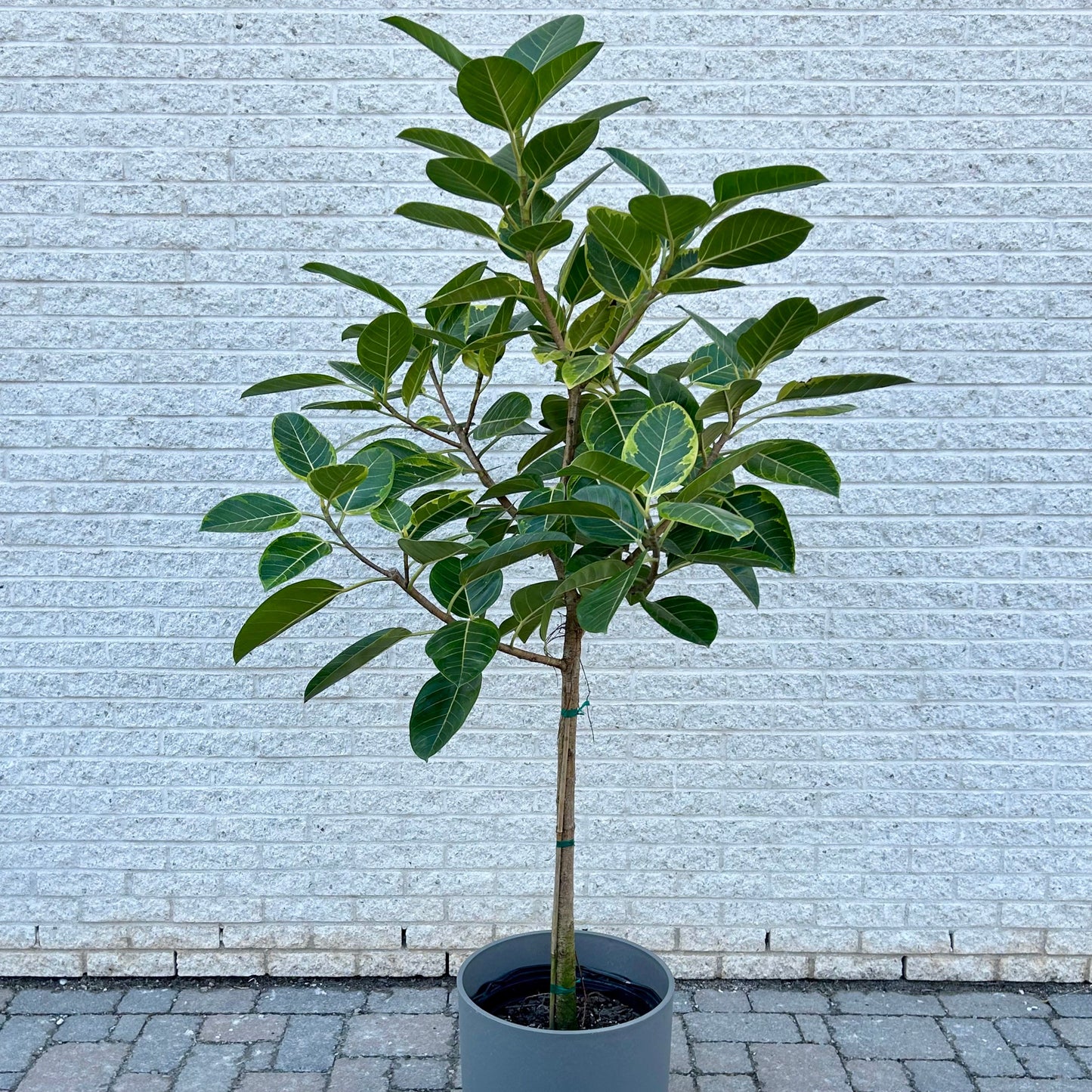 Ficus Altissima approximately 5ft tall 12” pot