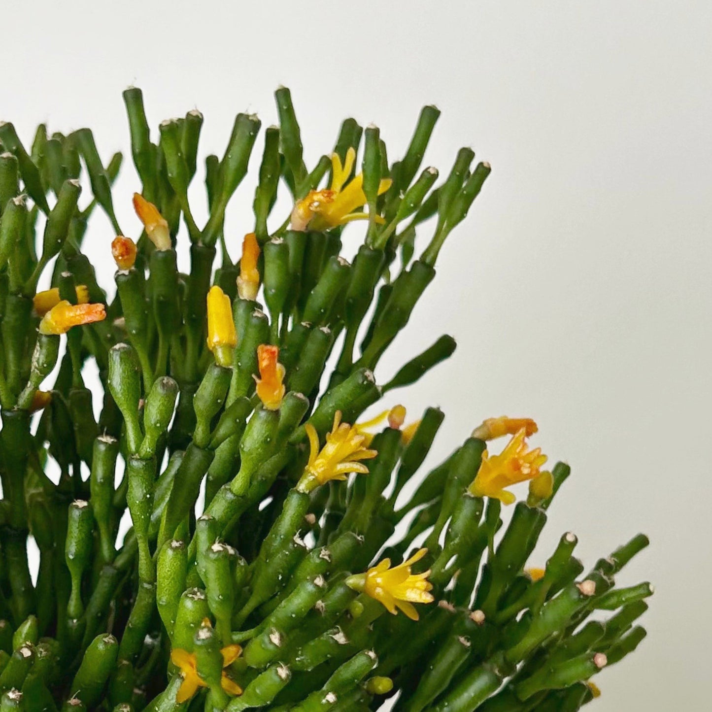 Bottle Cactus (Hatiora salicornioides ) 3.5”Pot