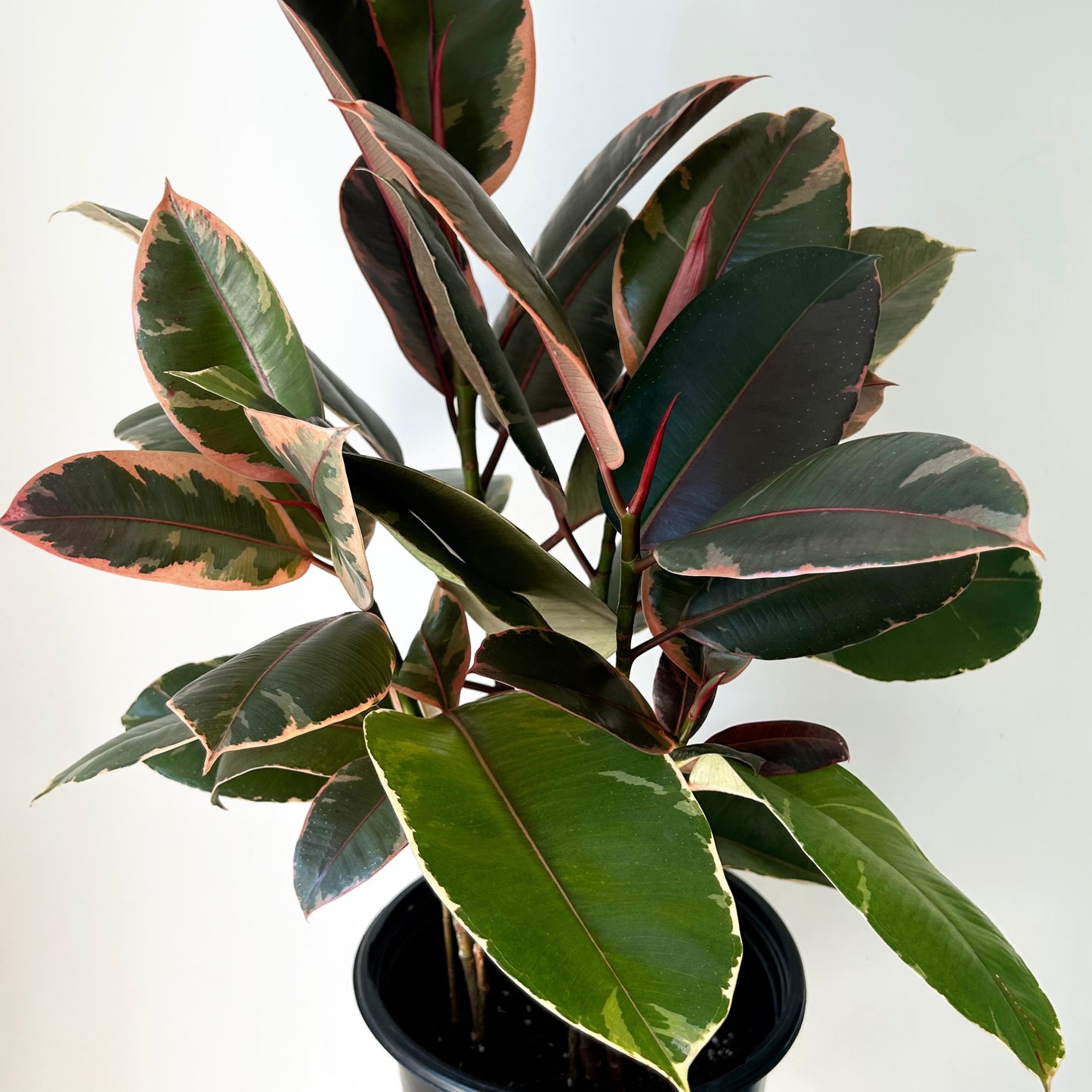 Variegated Ficus Elastica Column “Ruby” approximately 2.5 ft tall in 10” pot