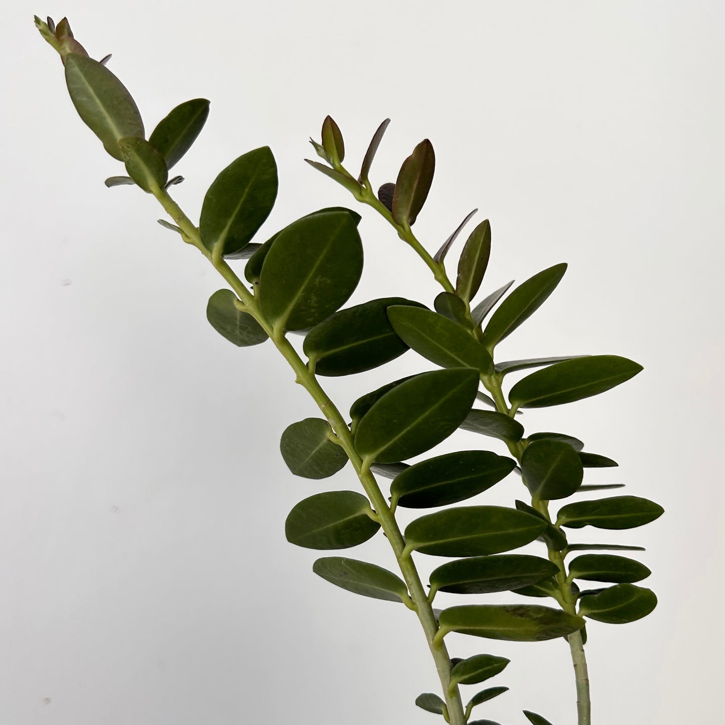 Hoya cumingiana 2.5” pot