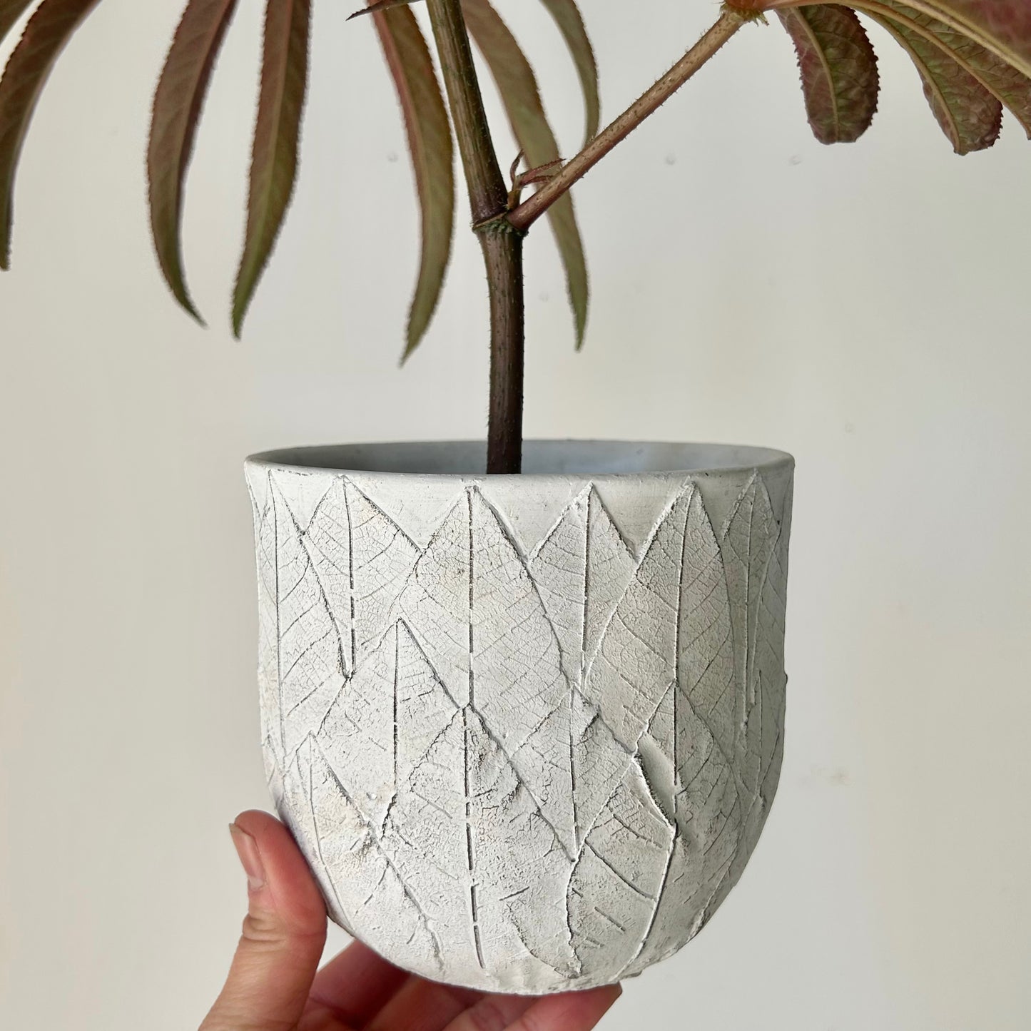 QUINN Decorative Cover Pot (Embossed Leaf Design) 5”x4.5”