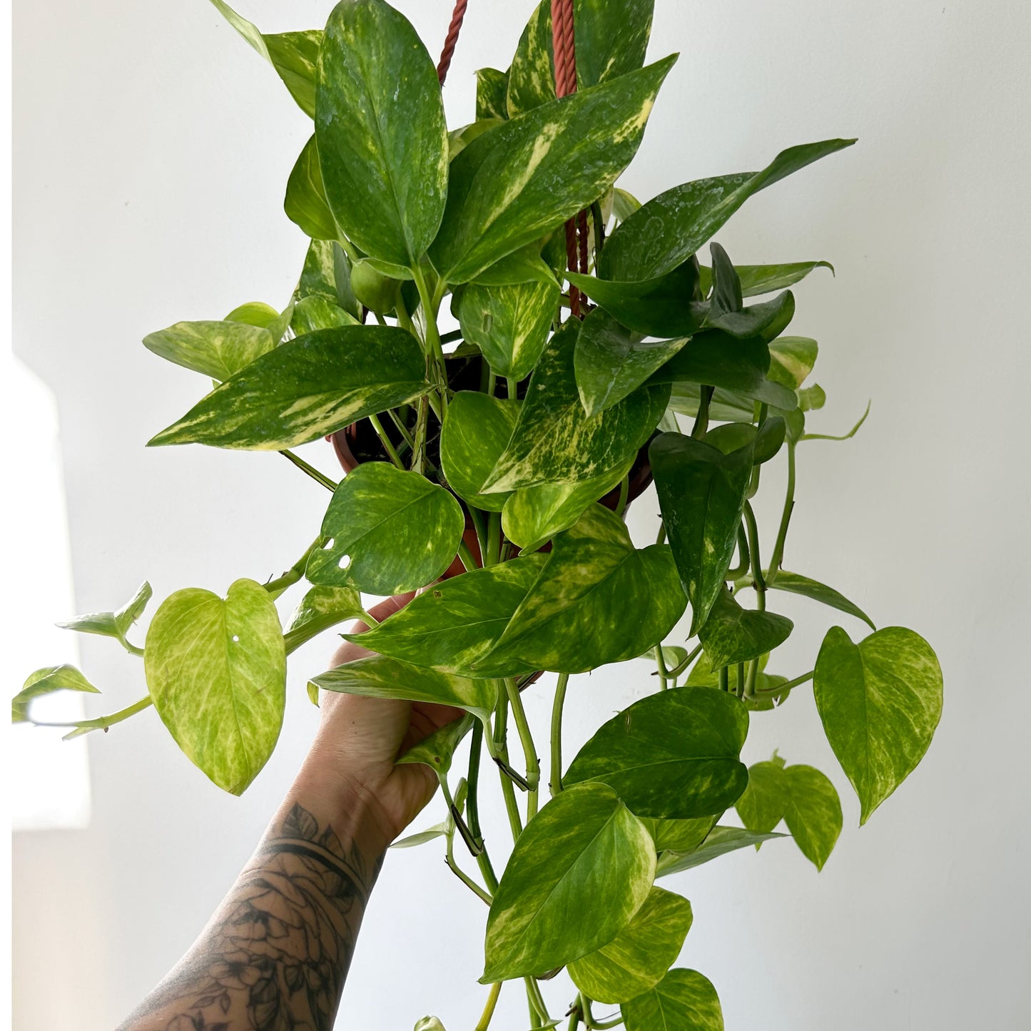 Pothos “Neon Queen” 6” hanging basket