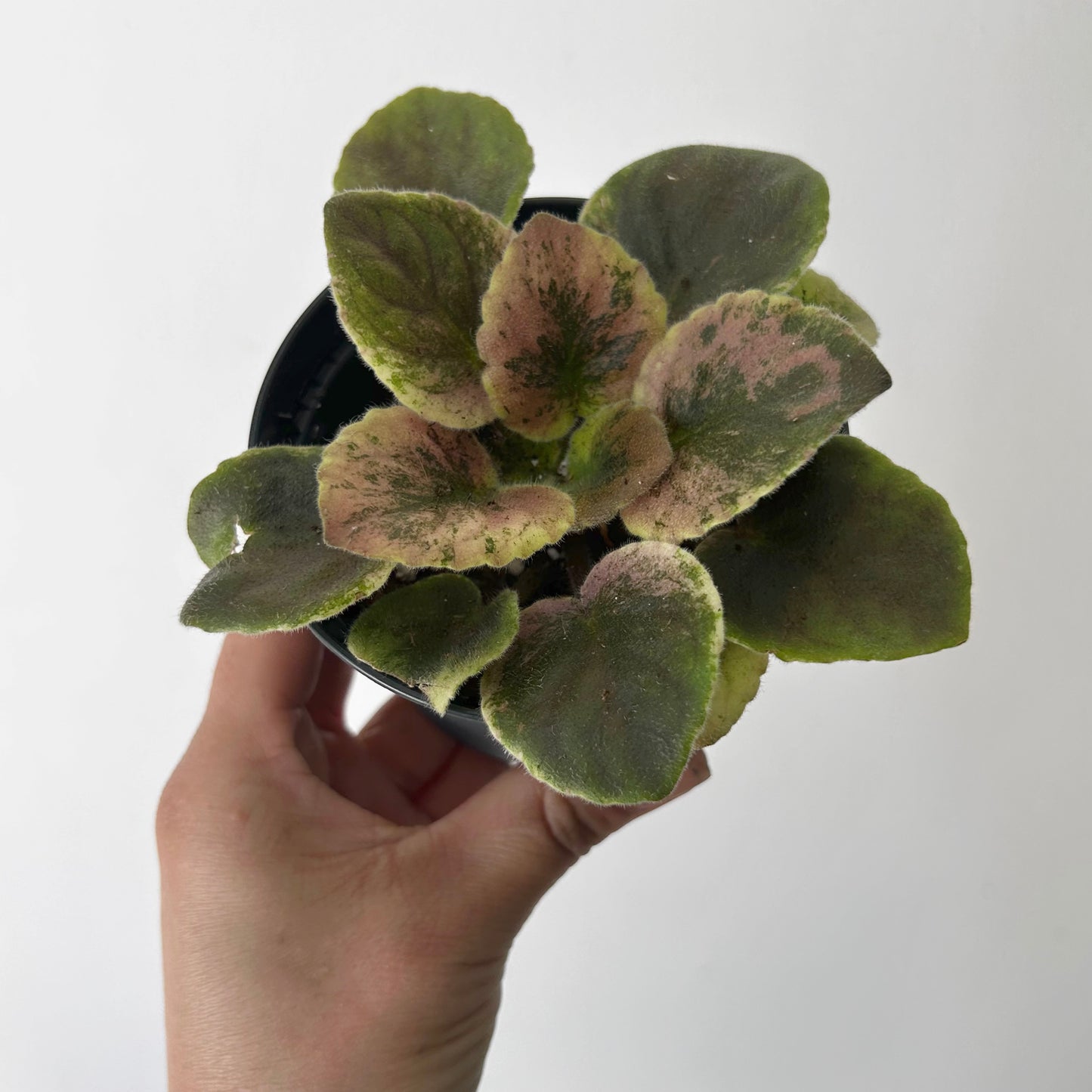 Variegated african violet (saintpaulia) 3.5” pot