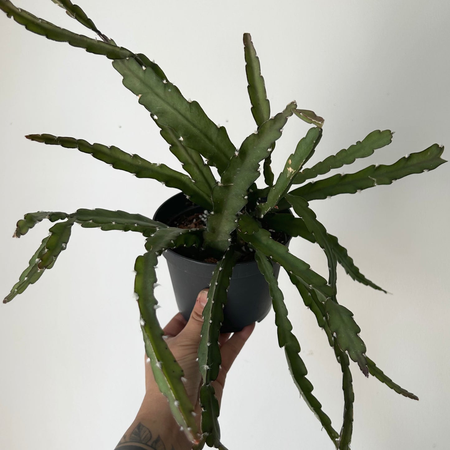 Hurricane Cactus (Lepismium cruciforme) 5”pot