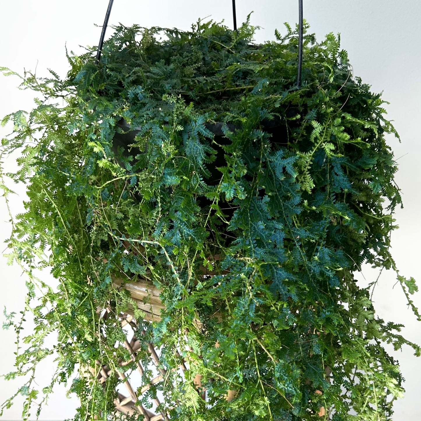 Peacock Fern (Selaginella uncinata) 8” hanging basket