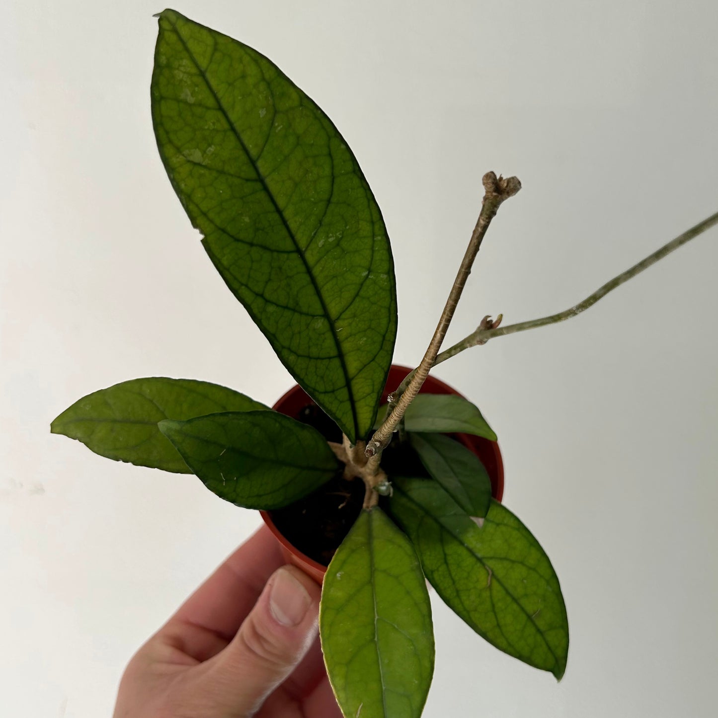 Hoya Crassipetiolata 2.75” pot