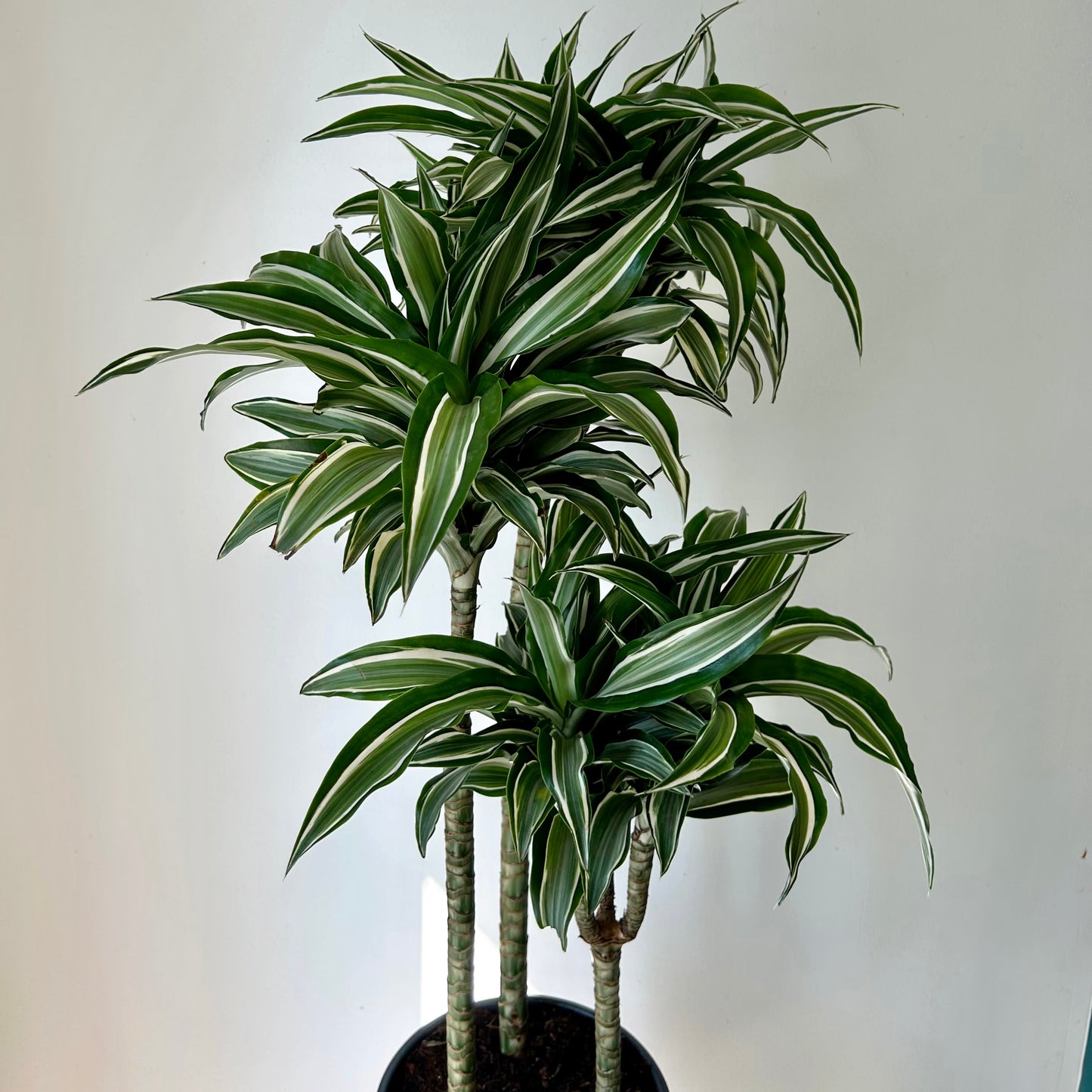 Dracaena warneckii Cane “White Bird”approximately 4ft tall in 8”pot