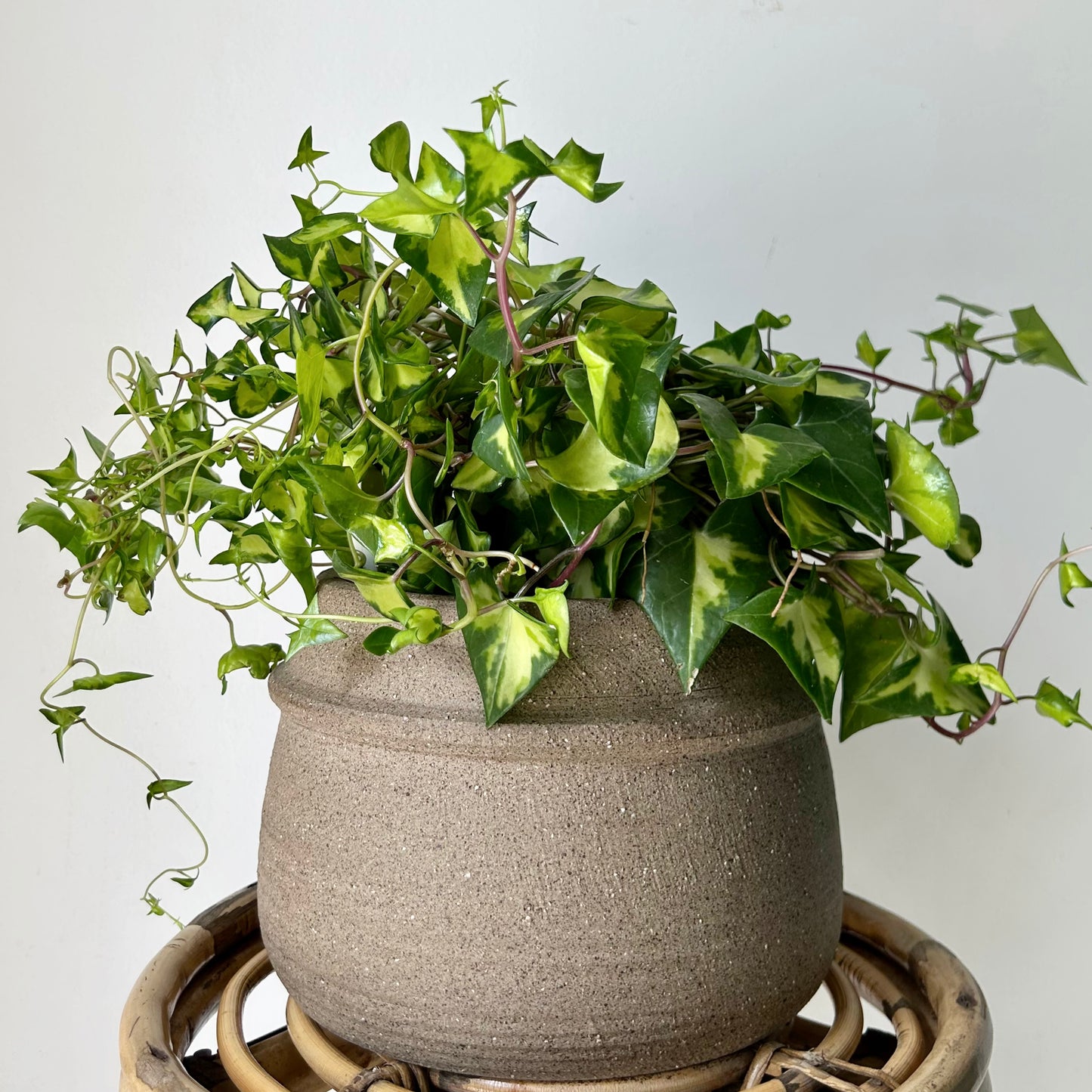 Variegated Wax Ivy (Senecio macroglossus) 6” hanging basket