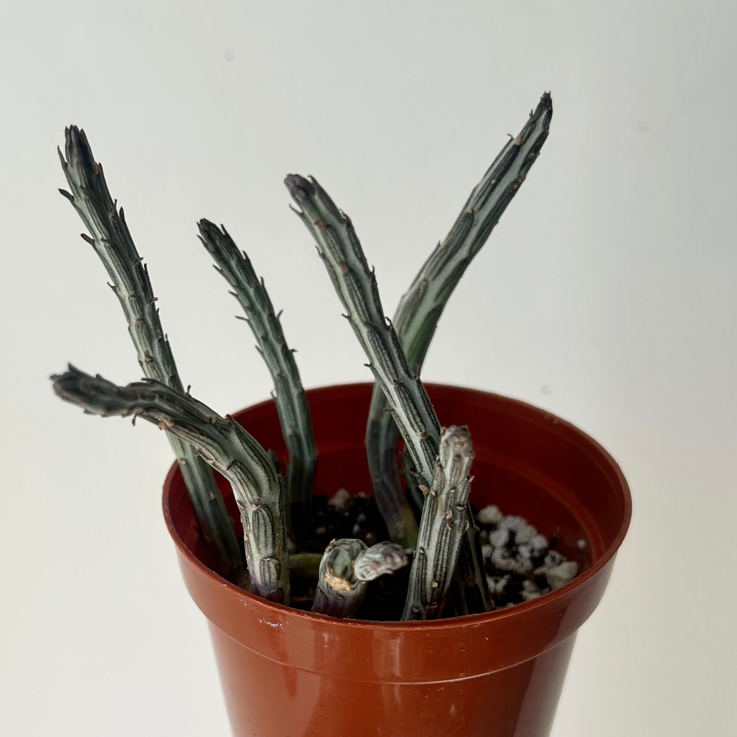 Senecio Stapeliiformis 4” pot