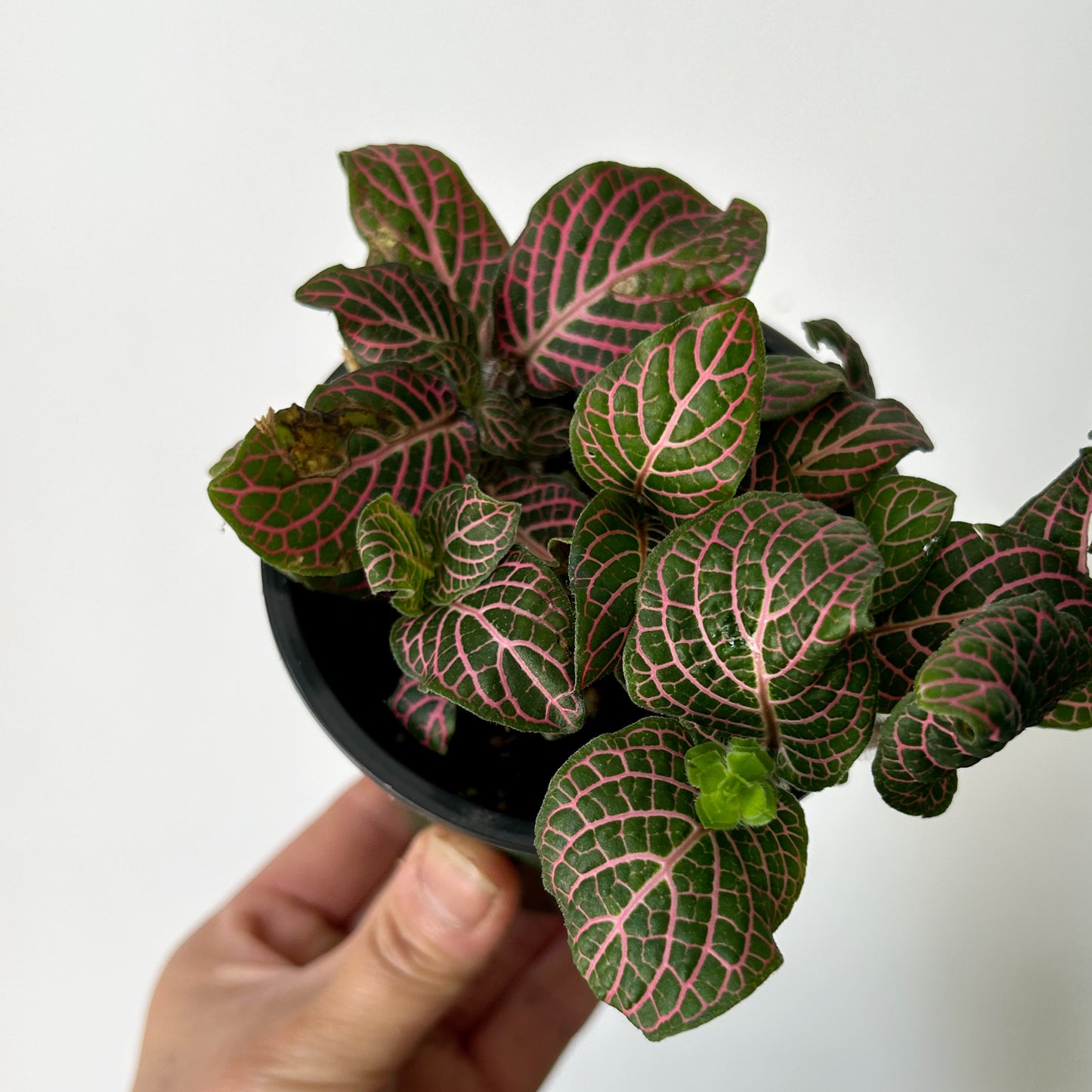 Pink Nerve Plant (Fittonia) 3.5” pot