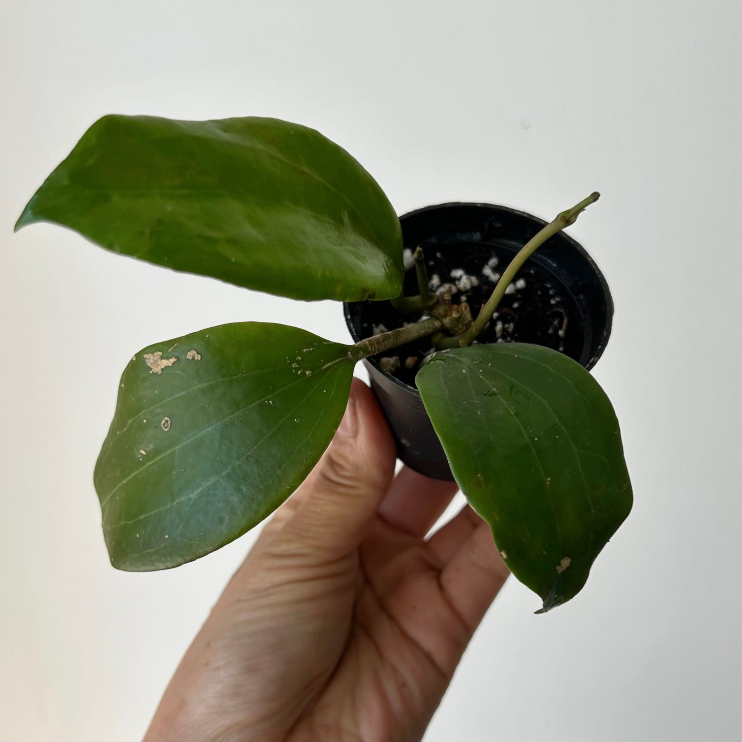 Hoya Qinquenervia 2.5”pot