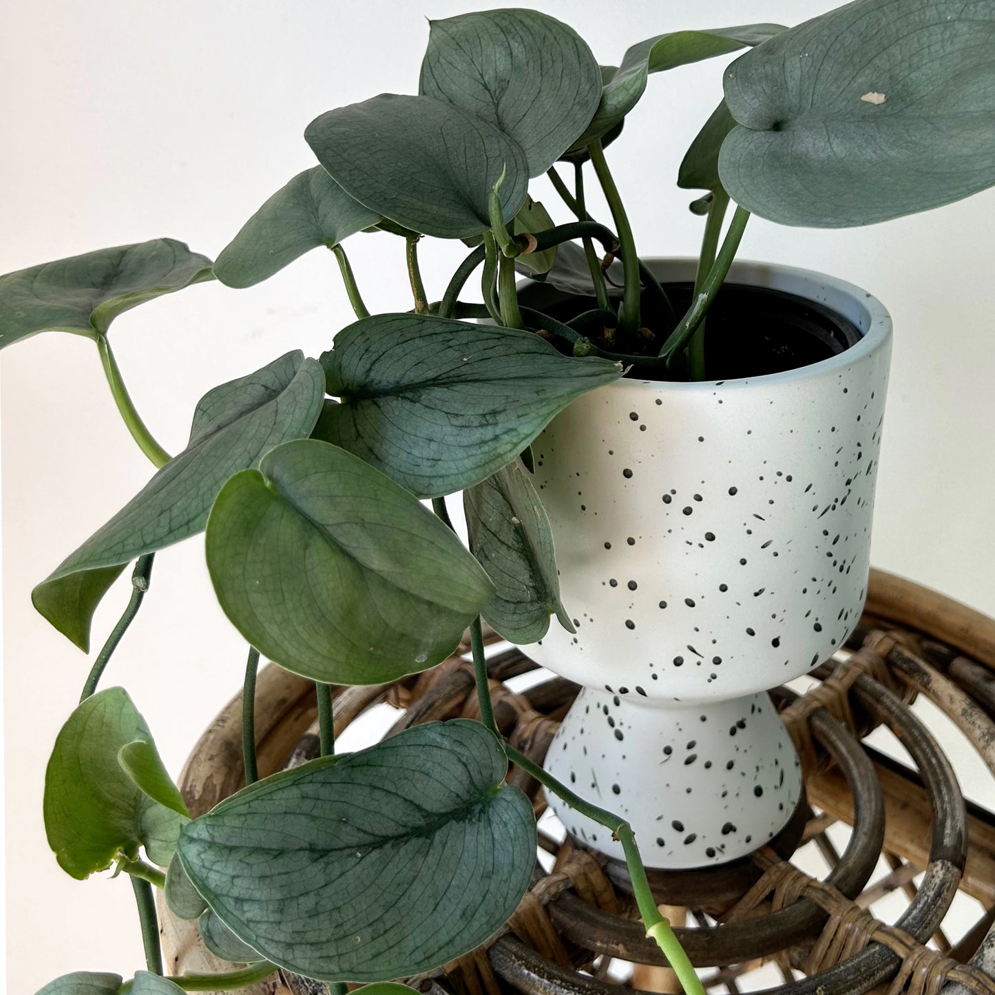 DEVILLE Decorative raised Speckled Pot (4.25”x6.25”)