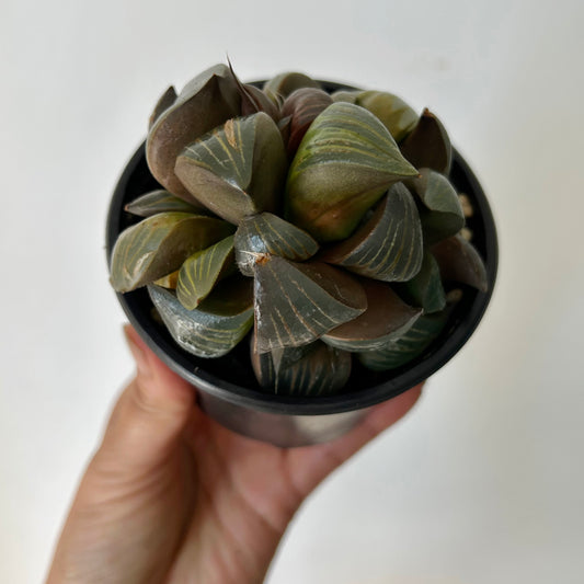 Haworthia xishan 3.5” pot