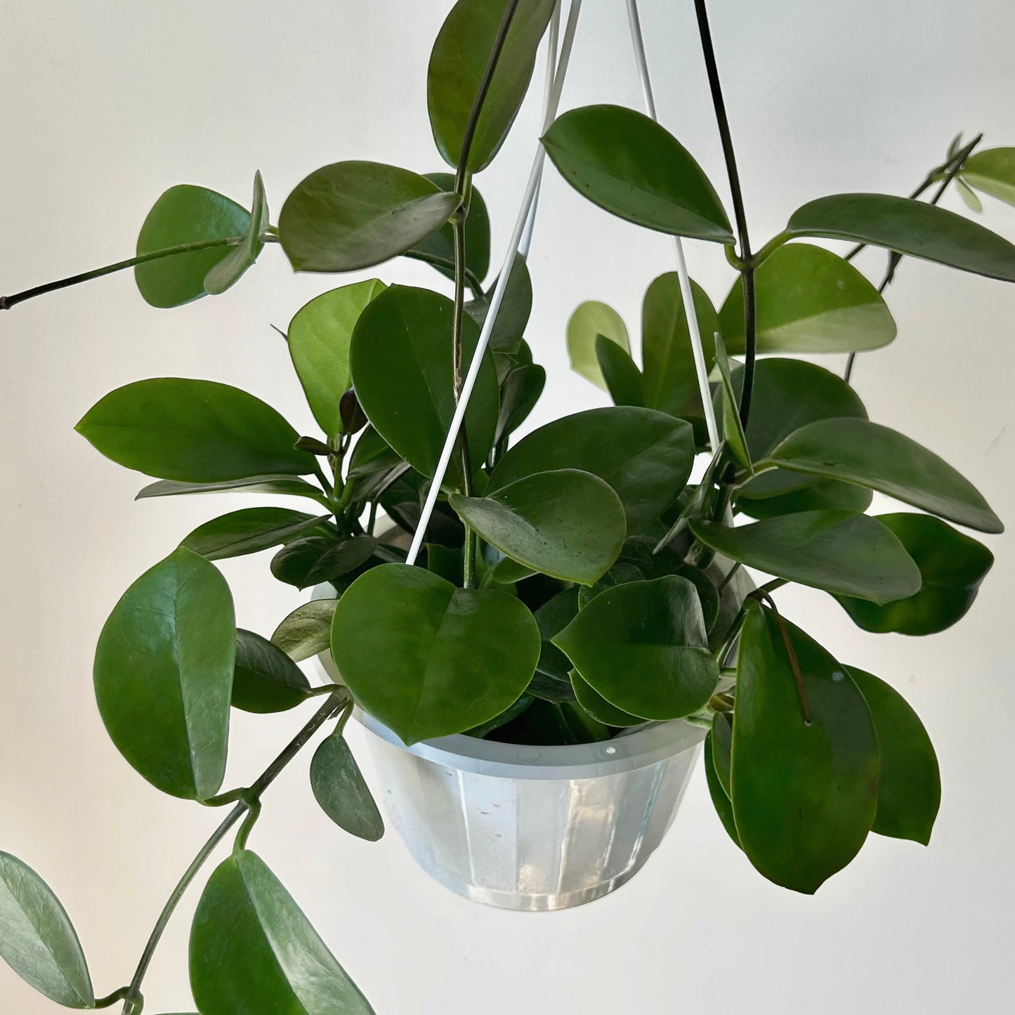 Hoya Australis 6” hanging basket