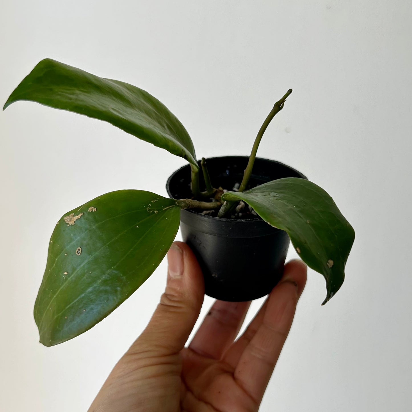 Hoya Qinquenervia 2.5”pot