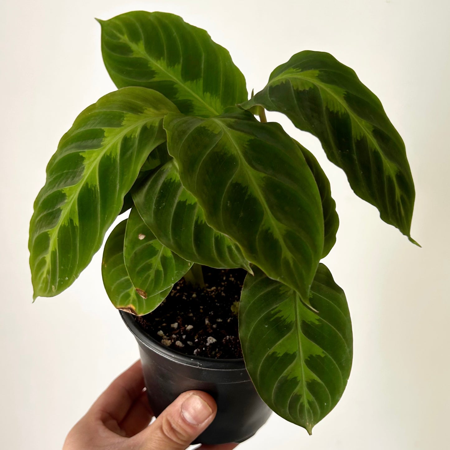 Calathea warscewiczii 4” pots
