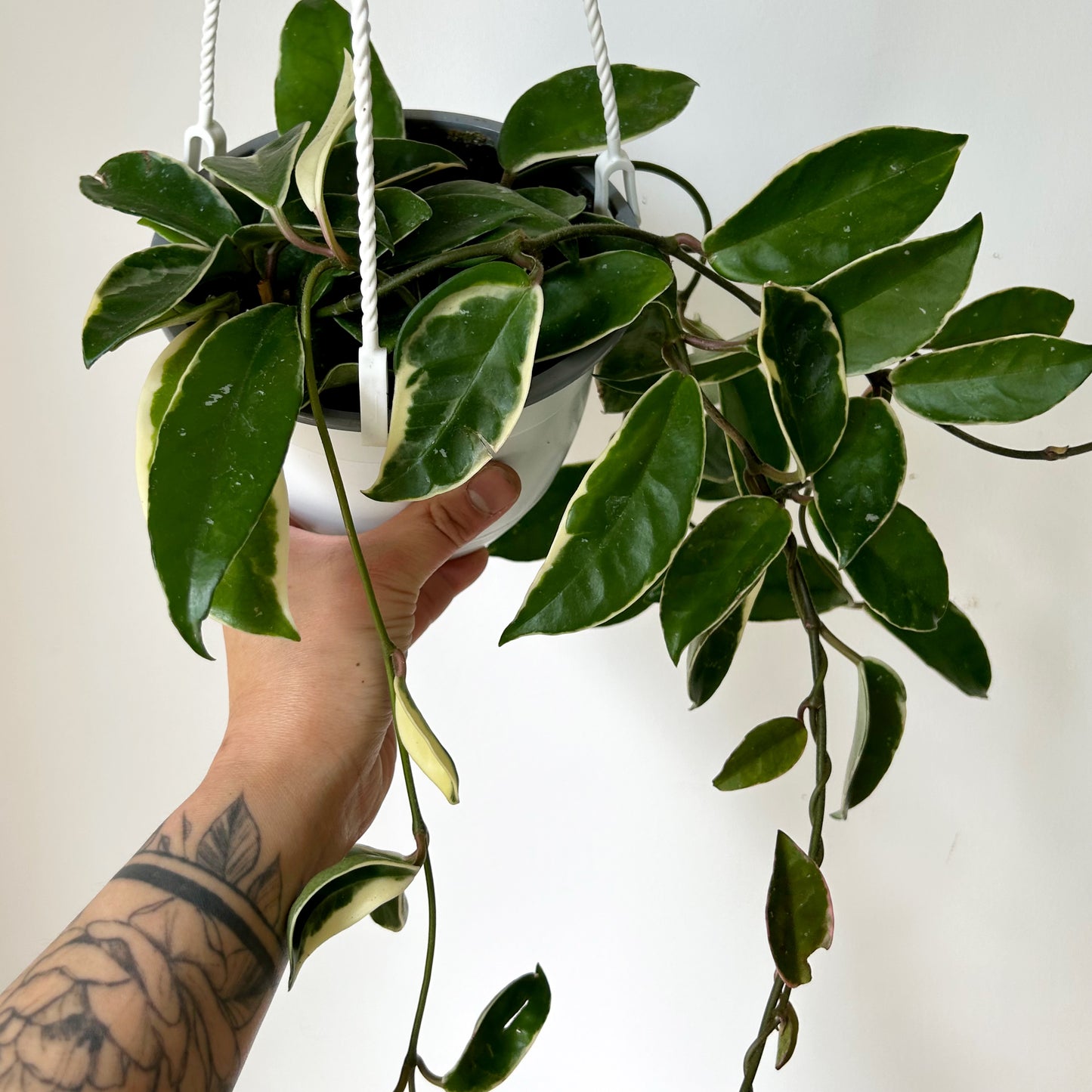 Hoya Krimson Queen 6” hanging basket