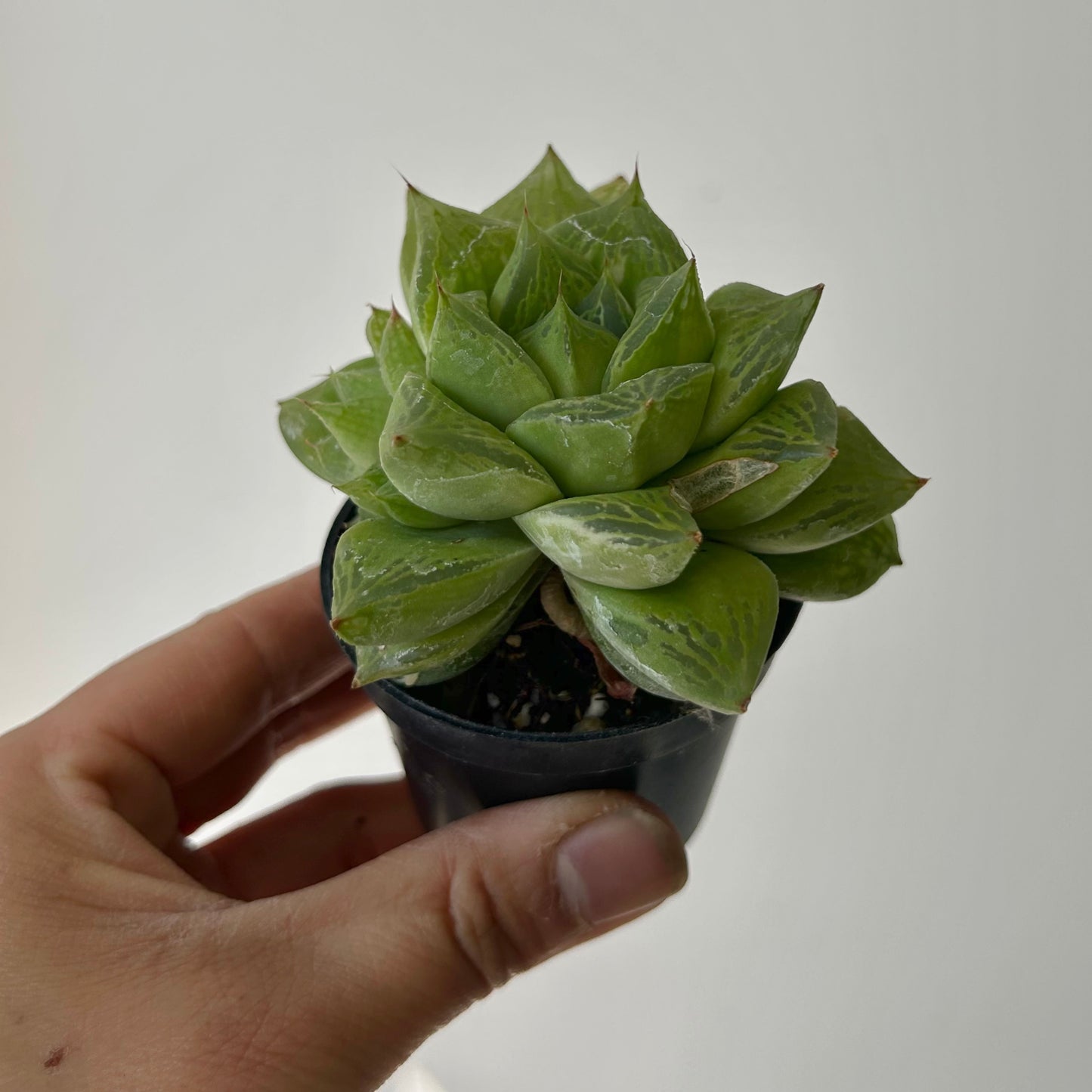 Haworthia cuspidata 2.5” pot