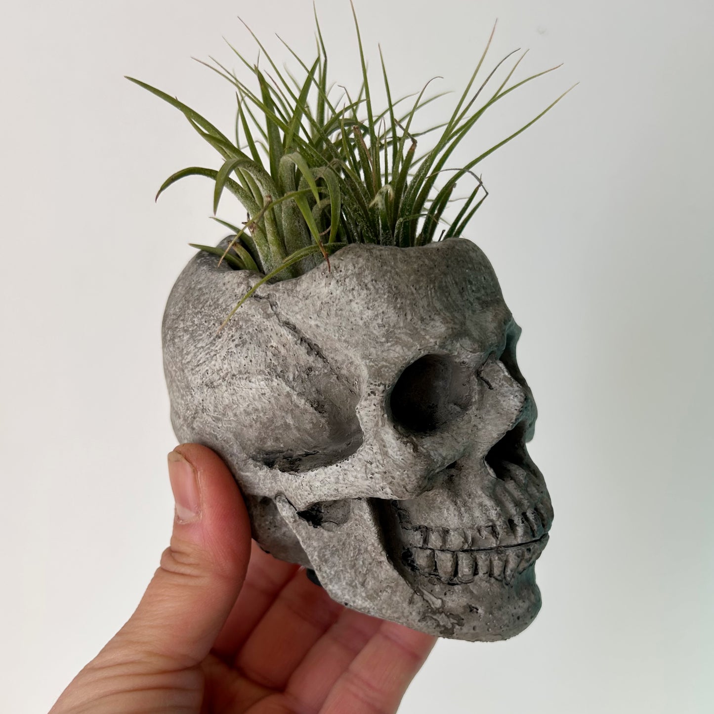 Mini Concrete Skull Planter 2”x3”