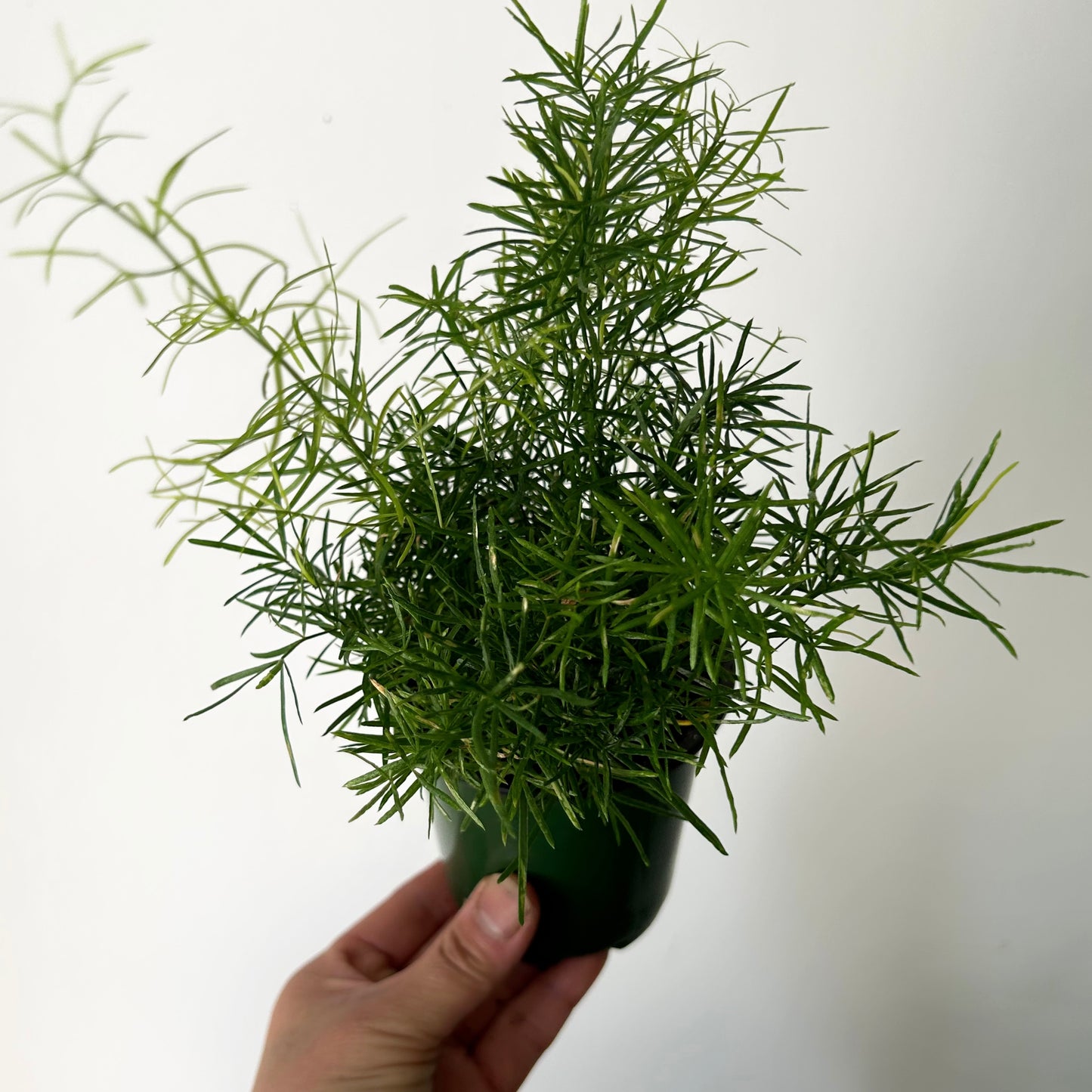 Asparagus Fern (Sprengeri) 3.5" pot