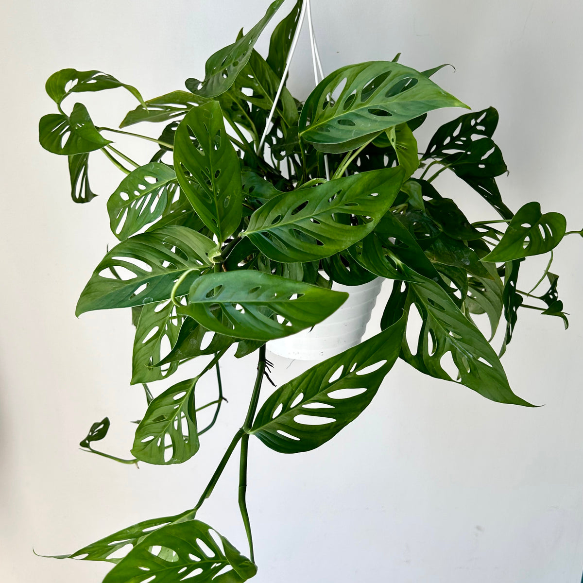 Monstera Adansonii (Narrow Form) 8” hanging basket