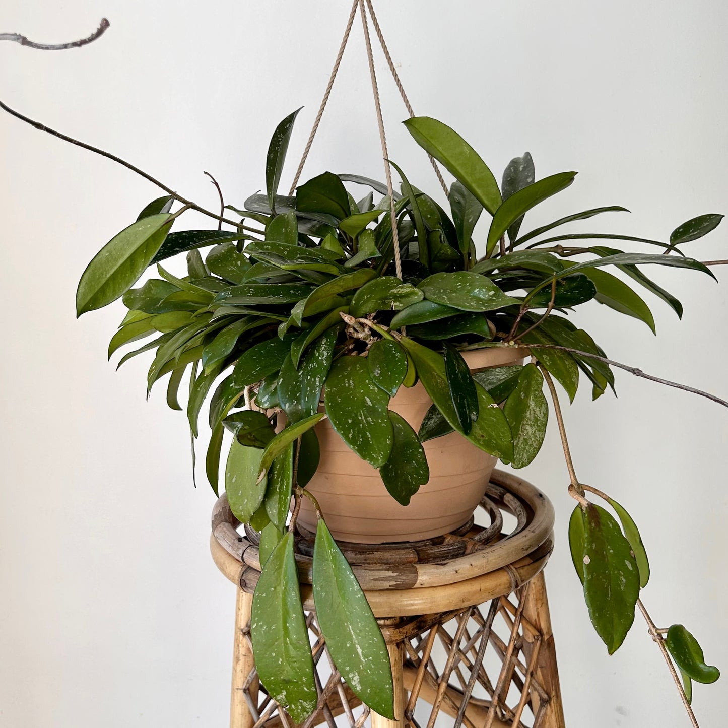 Hoya pubicalyx “Splash” 10” hanging basket