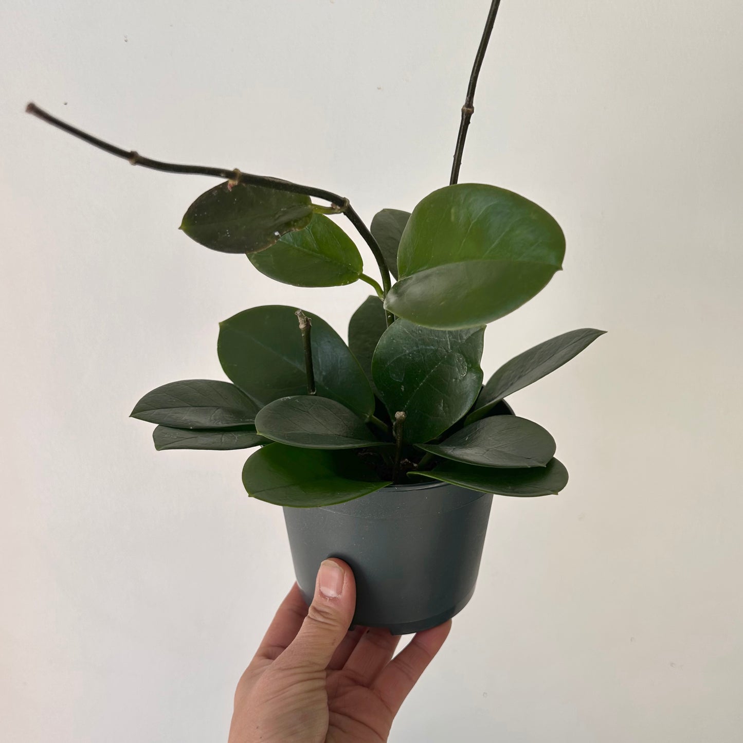 Hoya Australis 5”pot