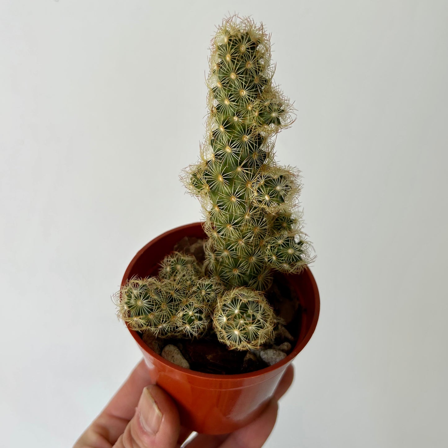 Lady Finger Cactus (Mammillaria elongata) 2.75” pot