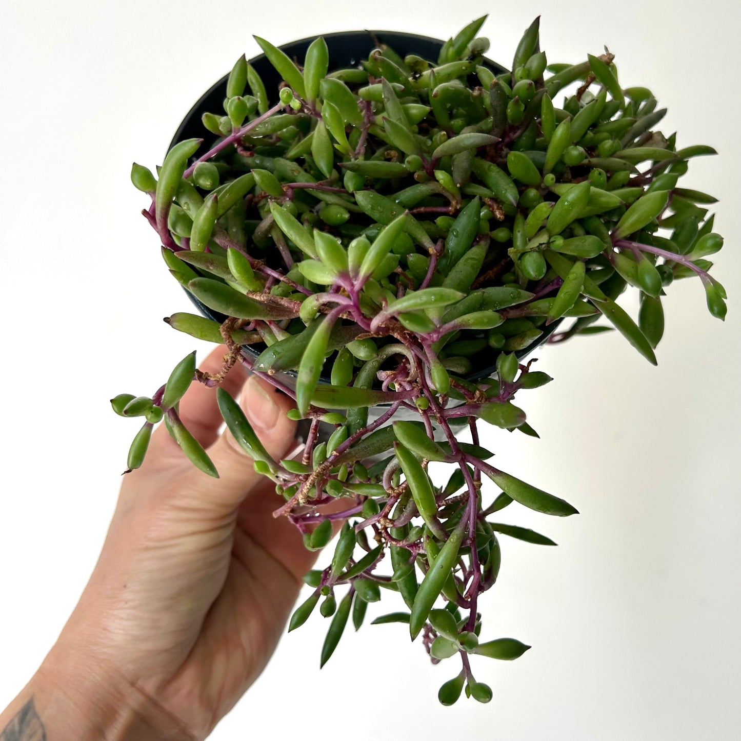 Ruby Necklace succulent (othonna capensis) 5”pot