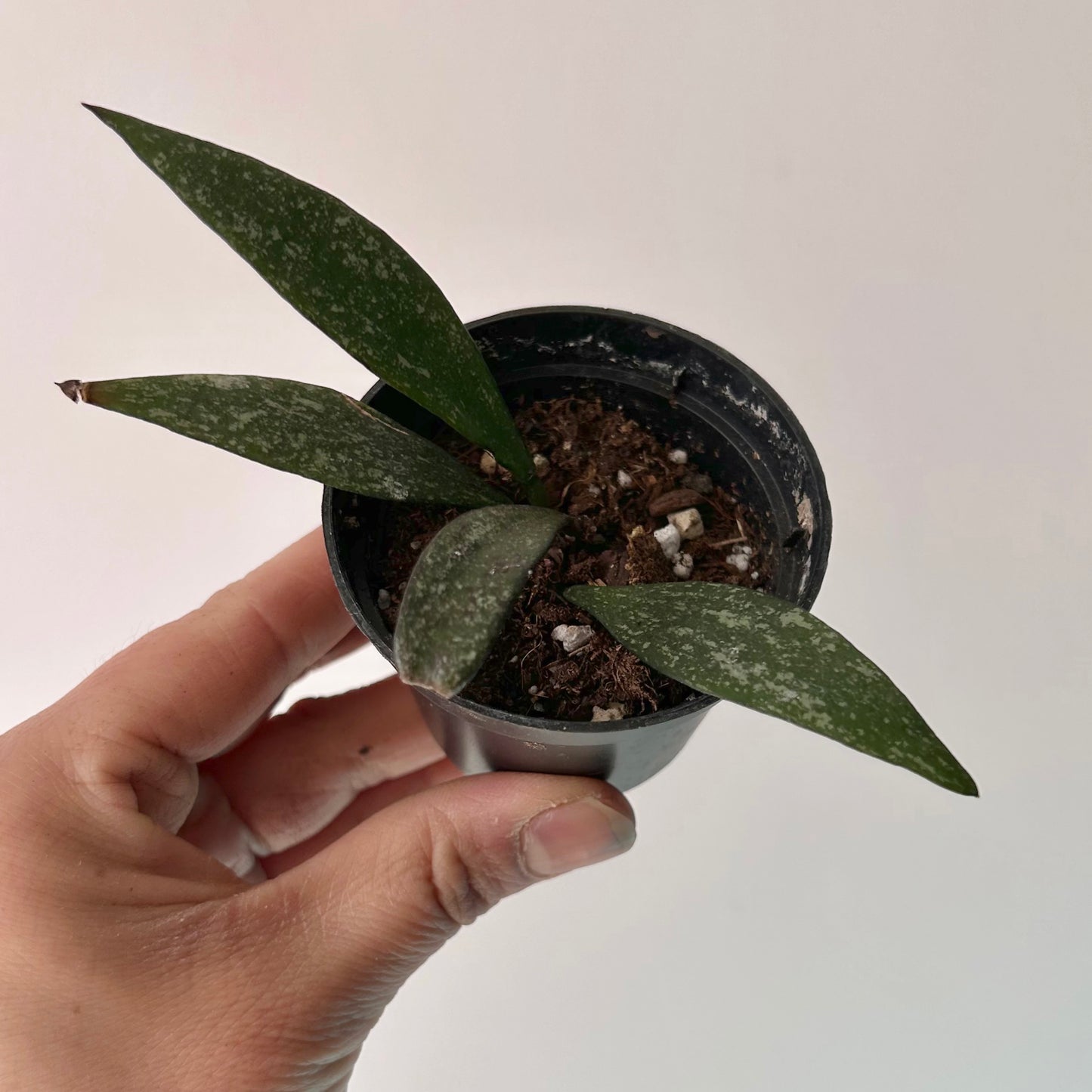 Hoya parviflora splash 2.5” pot