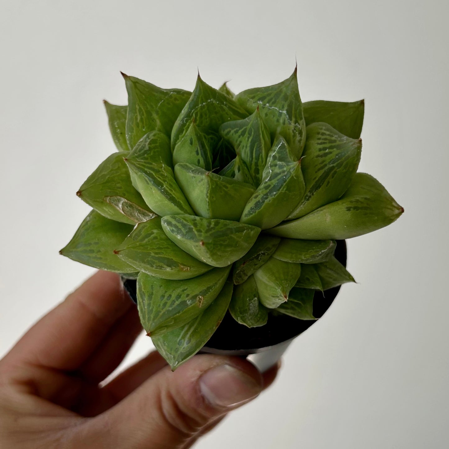 Haworthia cuspidata 2.5” pot