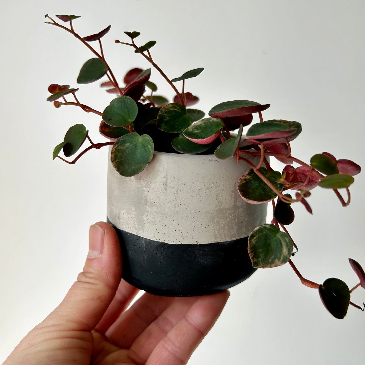 WYATT Small Decorative Cement Pot (2.75”x2.5”)