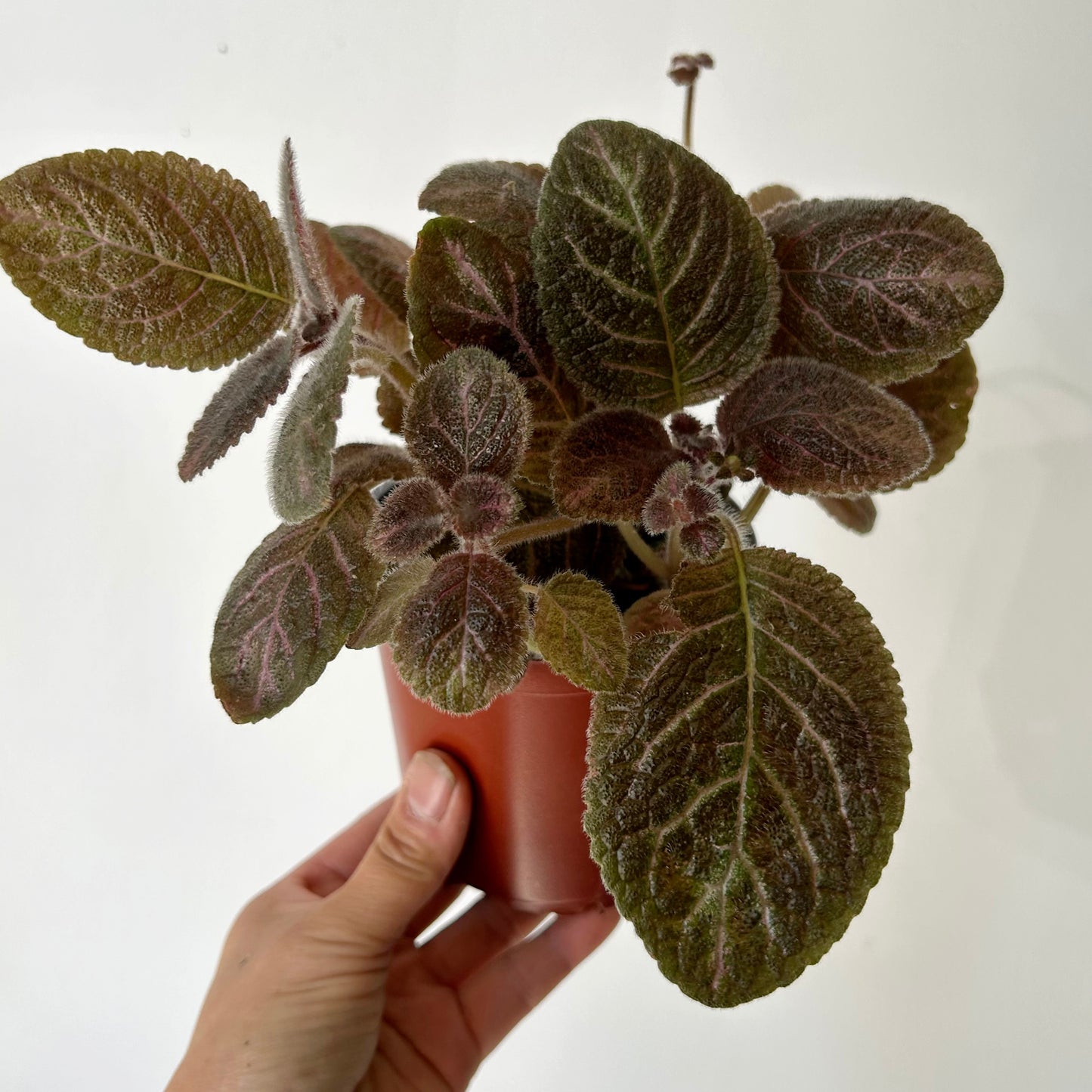 Episcia 4”pot