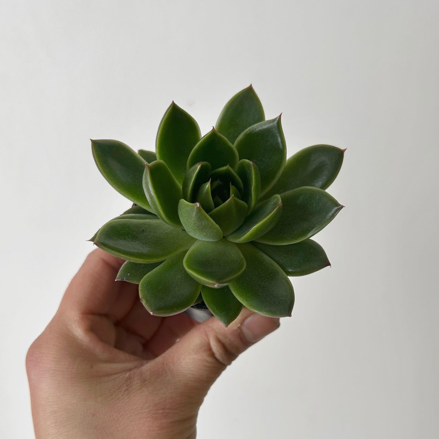 Molded Wax Agave (Echeveria Agavoides) 2.5” pot