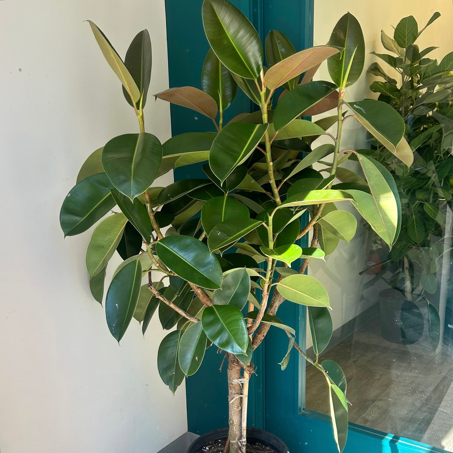 Rubber Fig Tree (Ficus elastica) approximately 5ft tall in 14”pot