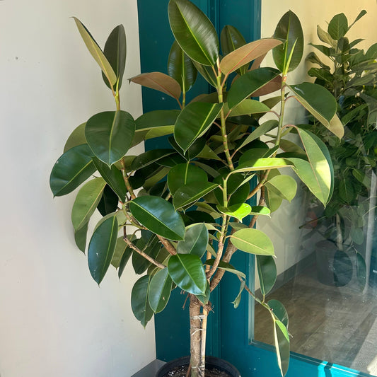 Rubber Fig Tree (Ficus elastica) approximately 5ft tall in 14”pot
