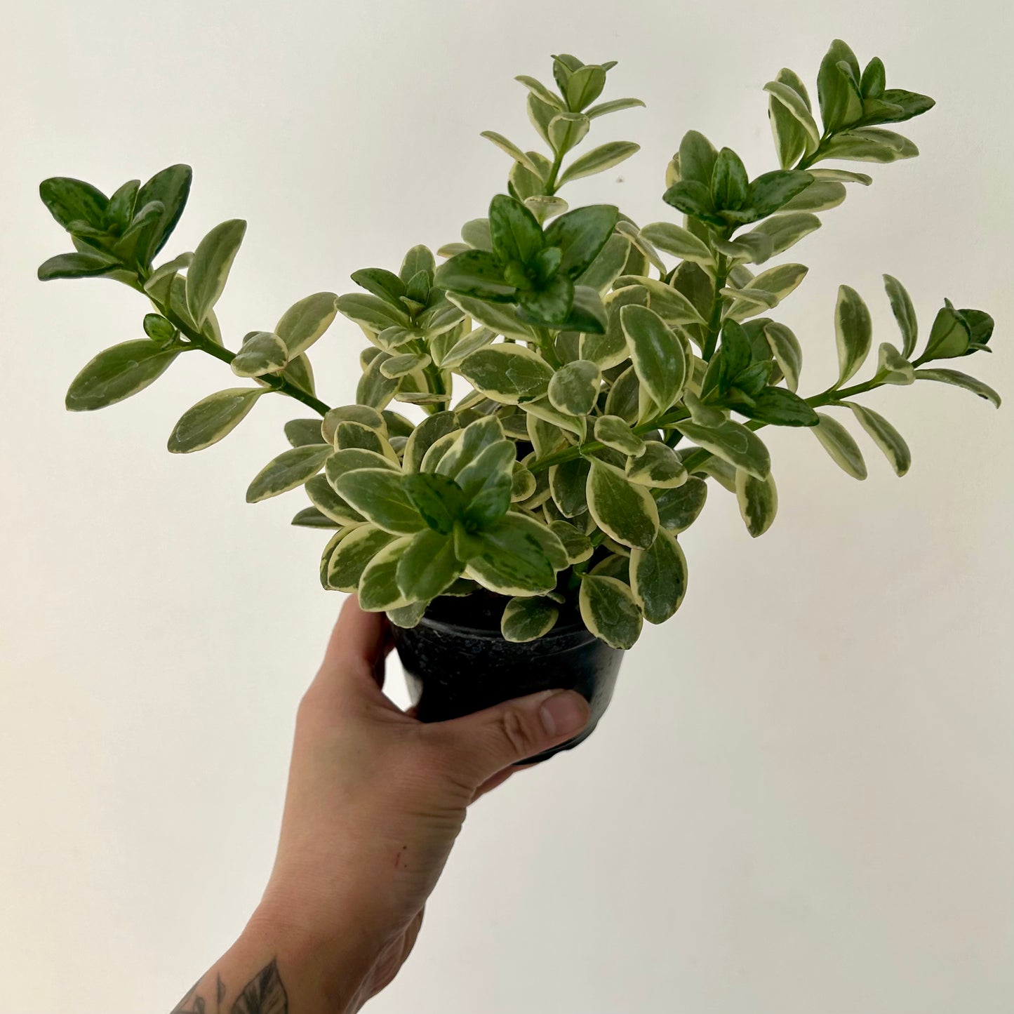 Goldfish Plant (Nematanthus) Variegated 4”pot