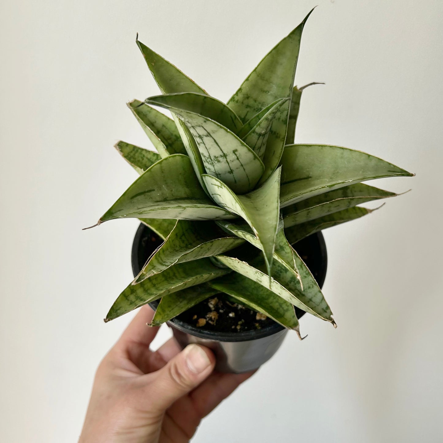 Sansevieria “Piano” 3.5”pot