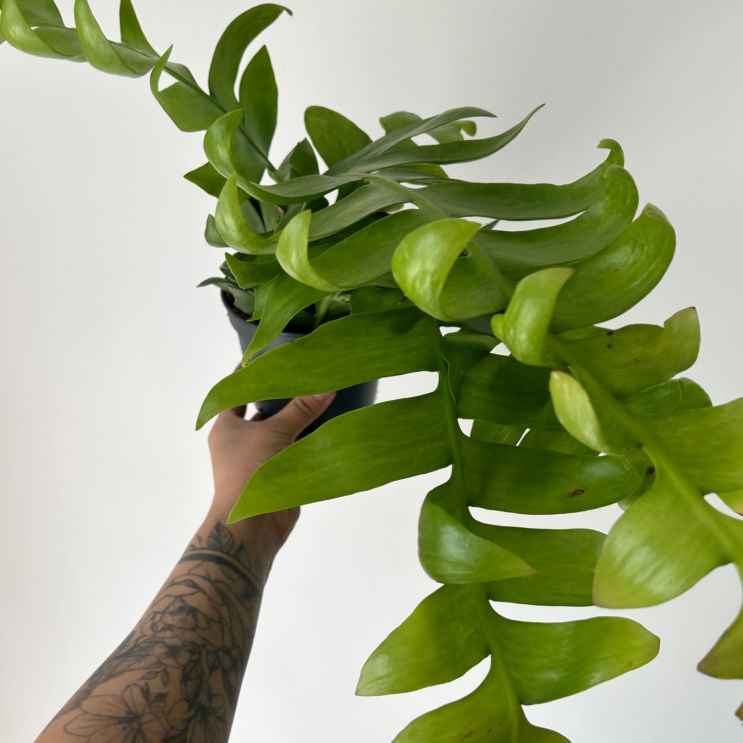 Fernleaf Orchid Cactus (Selenicereus chrysocardium) 5”pot