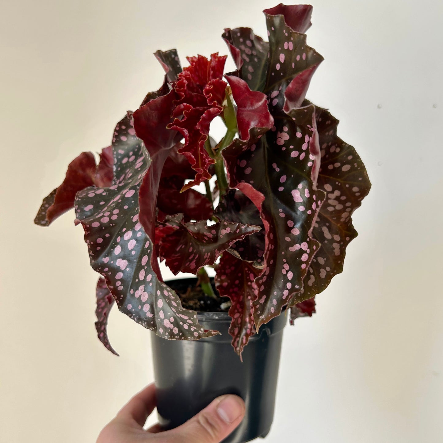 Begonia "Crackling Rosie" 4”pot