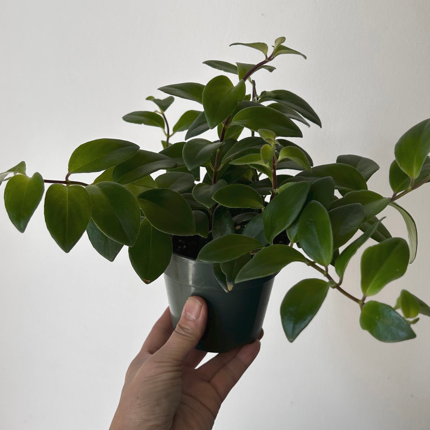 Lipstick Plant (Aeschynanthus Pulcher) 4” pot