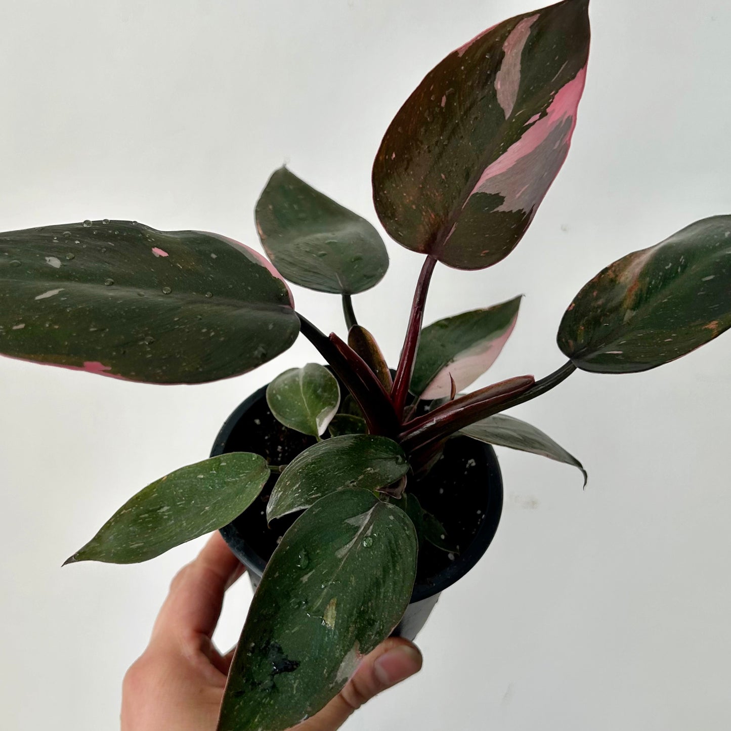 Philodendron “Pink Princess” 3.5”pot