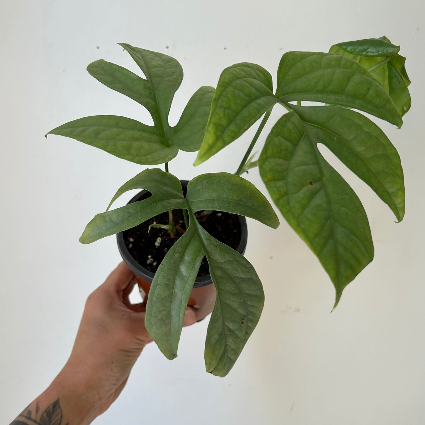 Amydrium Medium Silver 3.5”pot