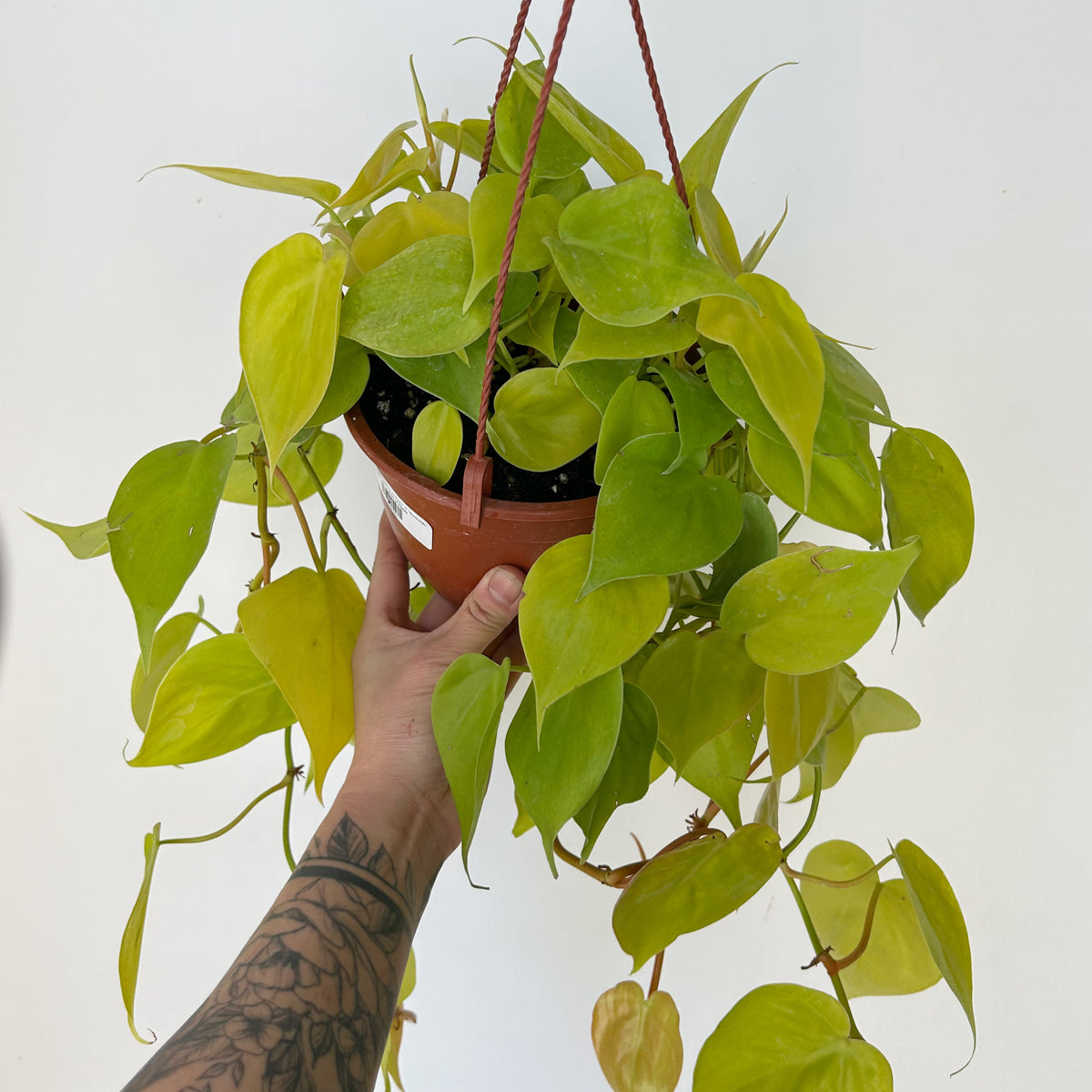 Philodendron Hearteaf Cordatum"Lemon Lime " 6” hanging basket House