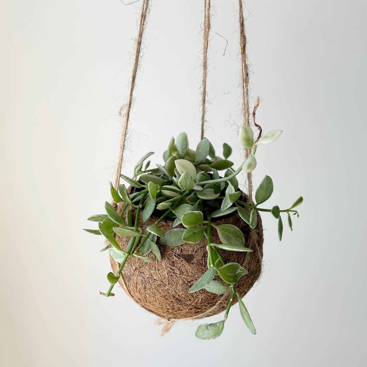 Suspended Kokedama Sphere (3”x4”)
